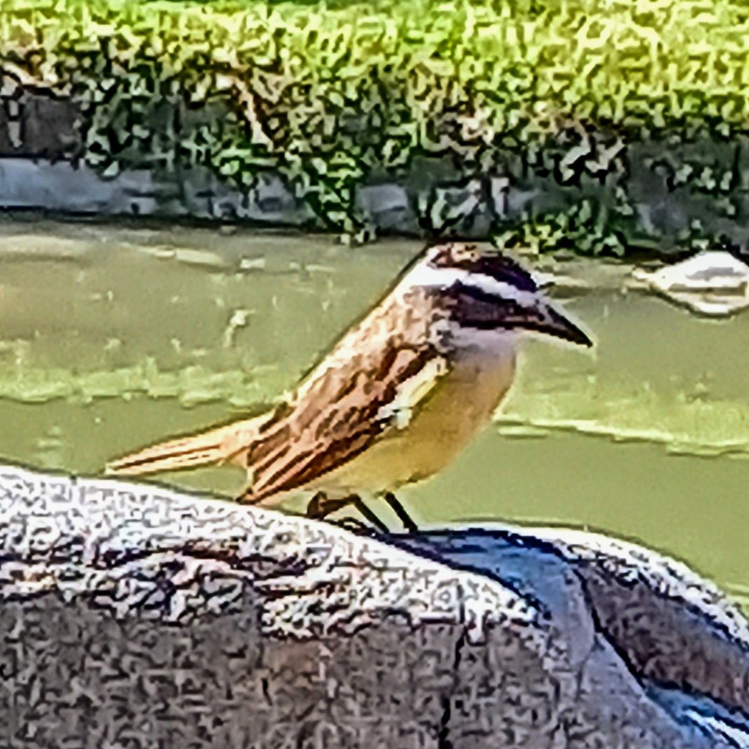 Büyük Kiskadi Tiranı - ML644654617