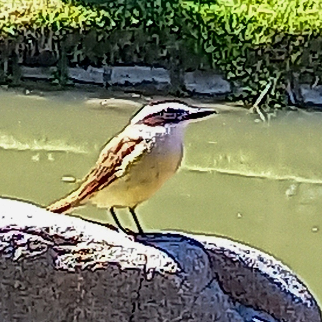 Büyük Kiskadi Tiranı - ML644654619