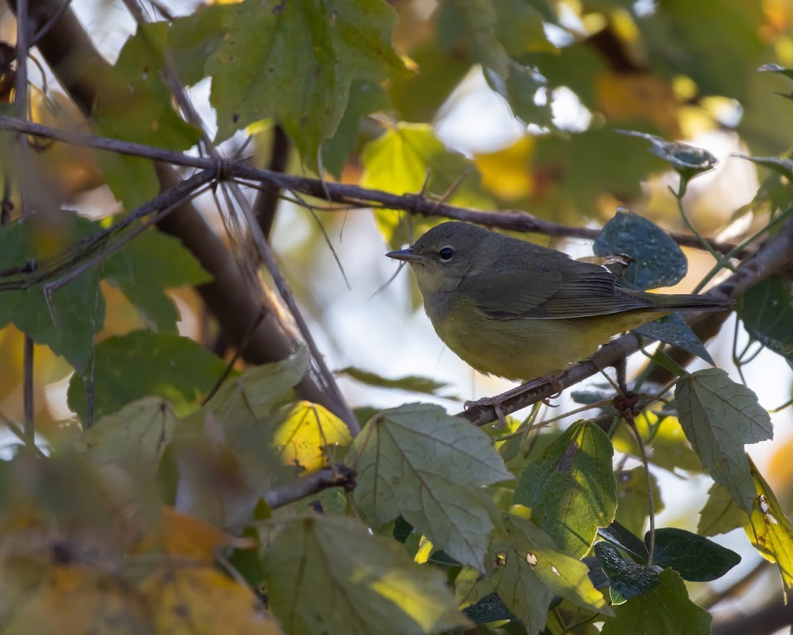 Цитринка чорновола - ML644654623