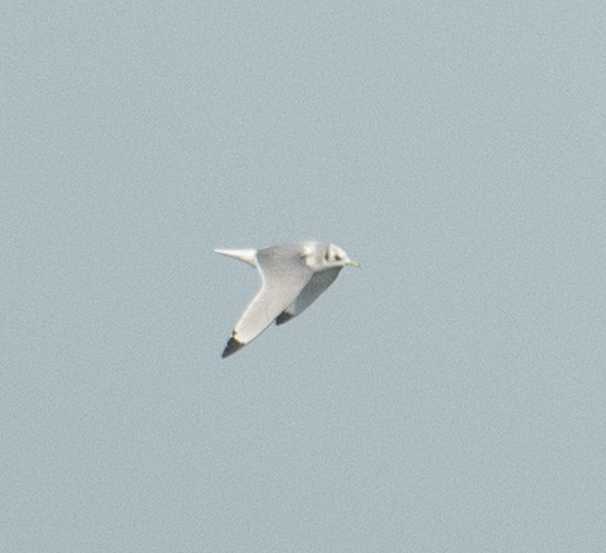 Гурван хуруут цахлай - ML644654625