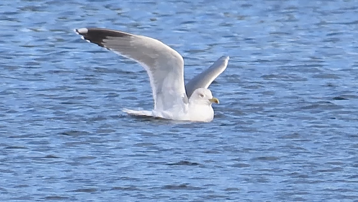 Yellow-legged Gull - ML644654630