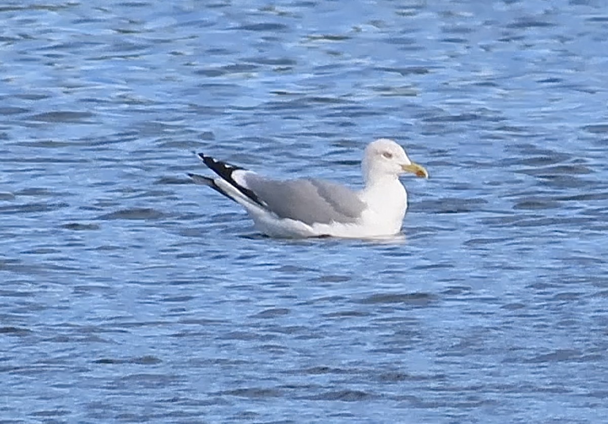 Yellow-legged Gull - ML644654631
