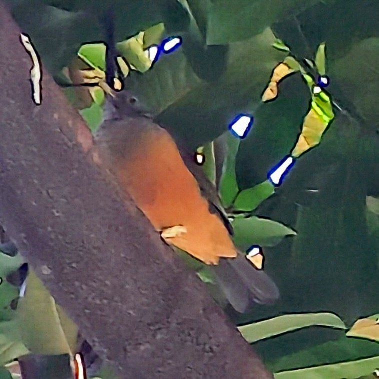 Rufous-bellied Thrush - ML644654632