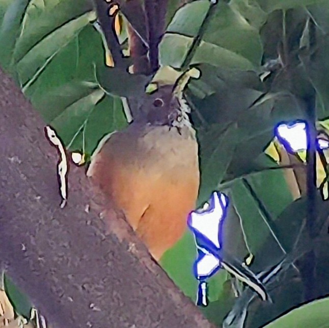 Rufous-bellied Thrush - ML644654633