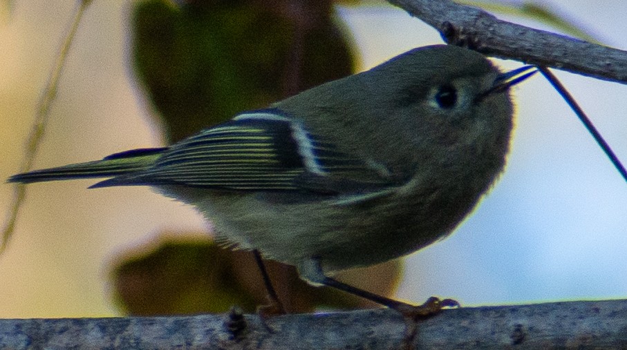 Rubingoldhähnchen - ML644654638