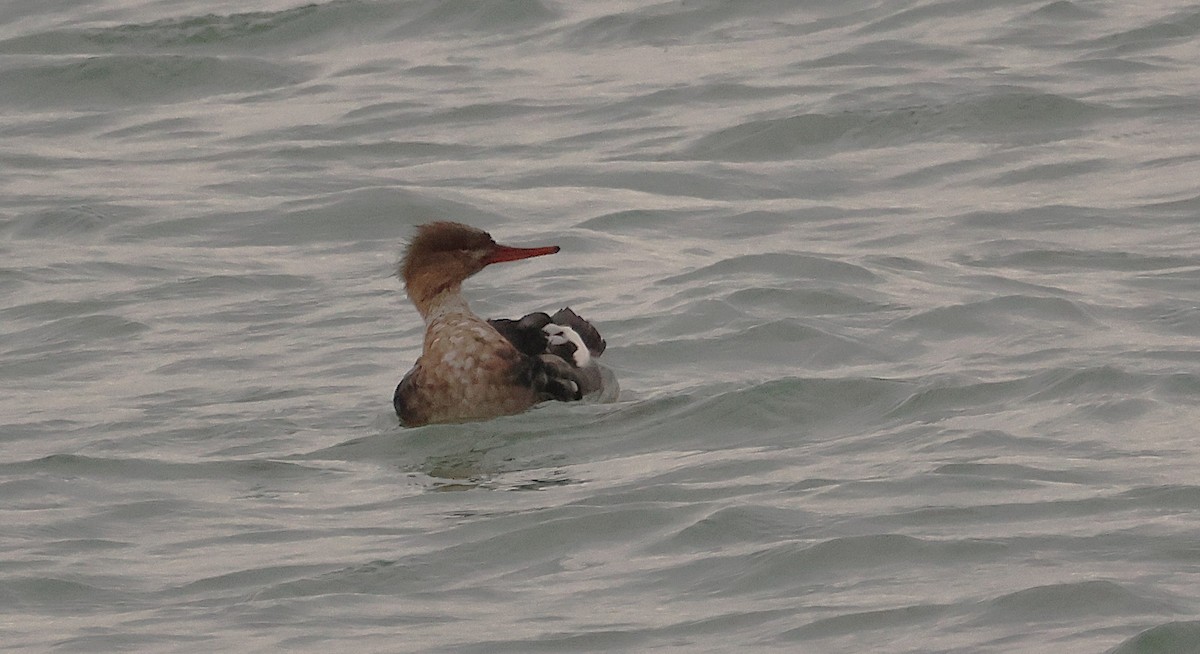 Red-breasted Merganser - ML644654643