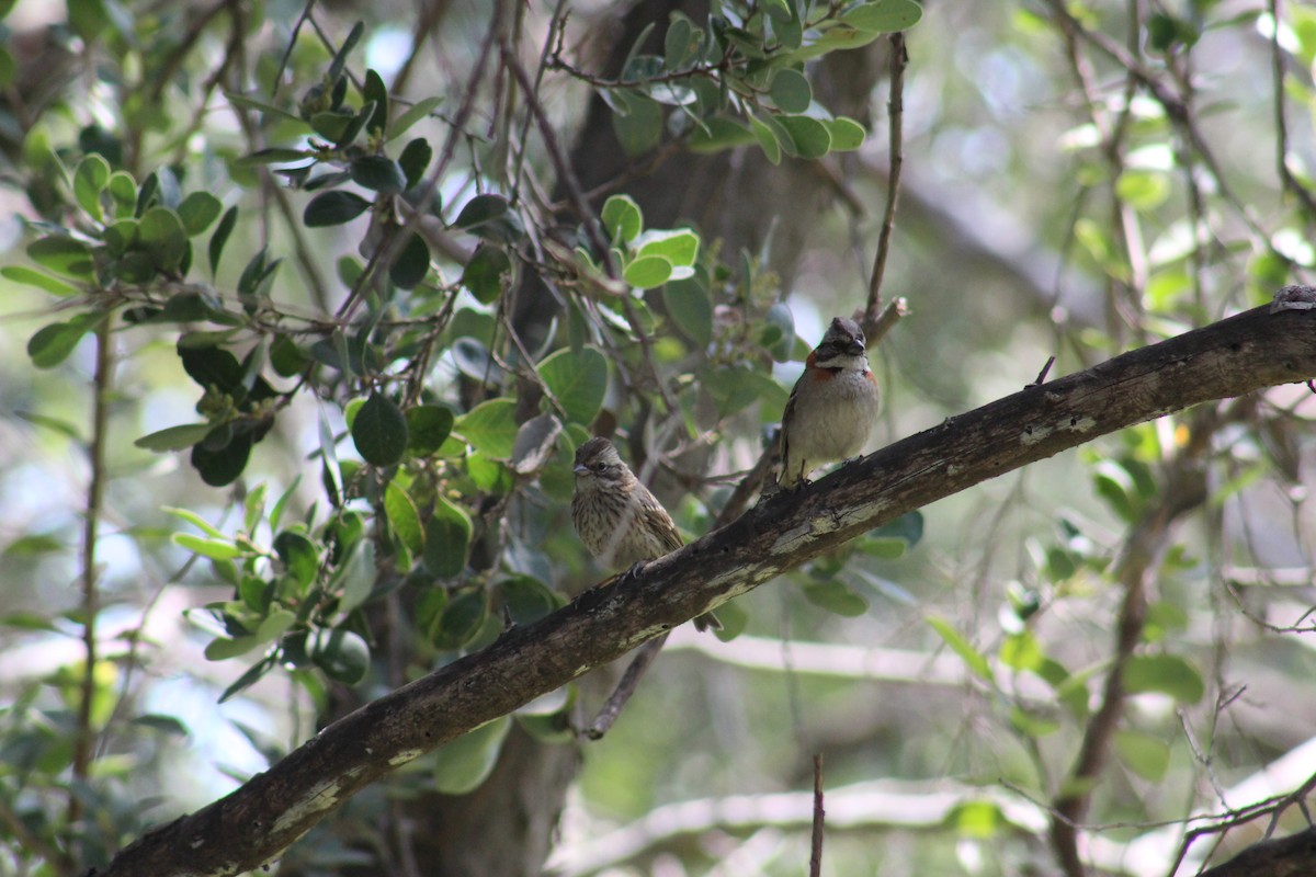 Rufous-collared Sparrow - ML644654649