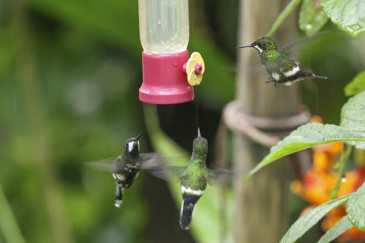 Yeşil Telkuyruk - ML644654651