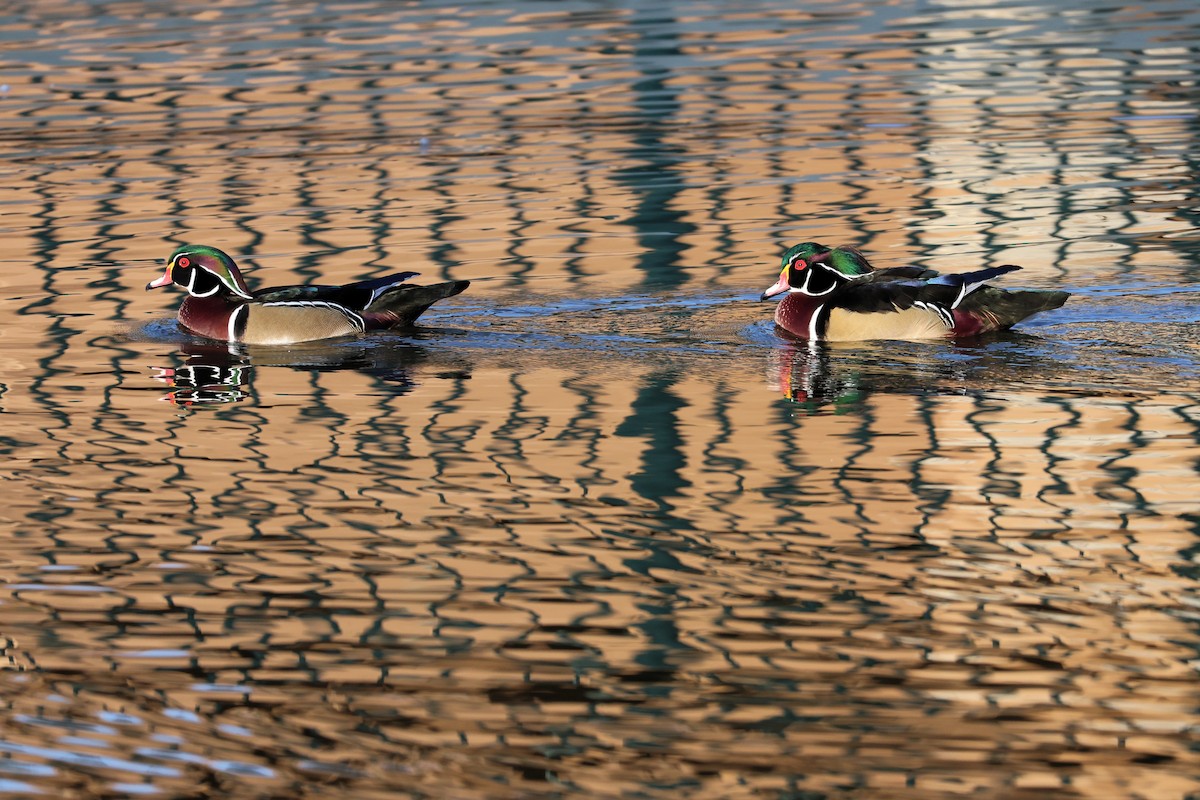Wood Duck - ML644654658
