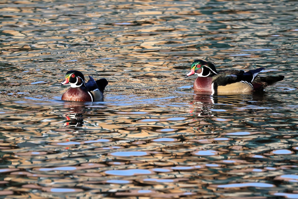 Wood Duck - ML644654659