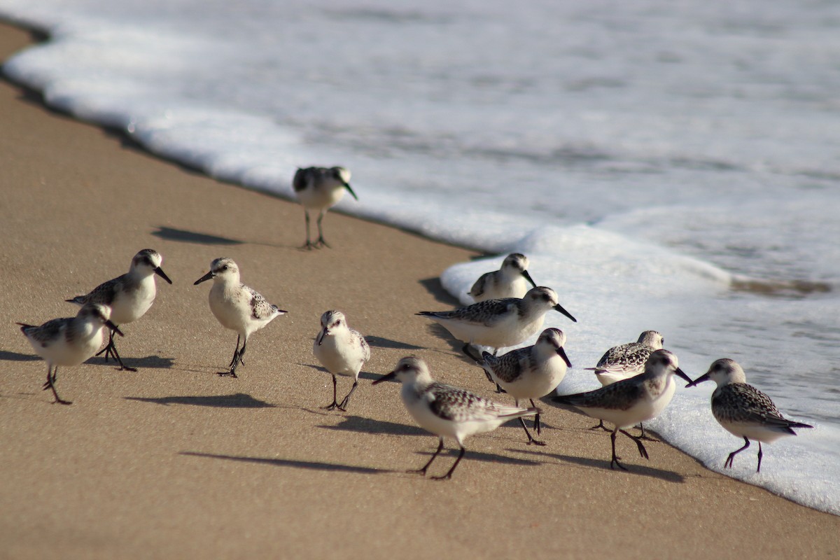 Песчанка - ML644654670