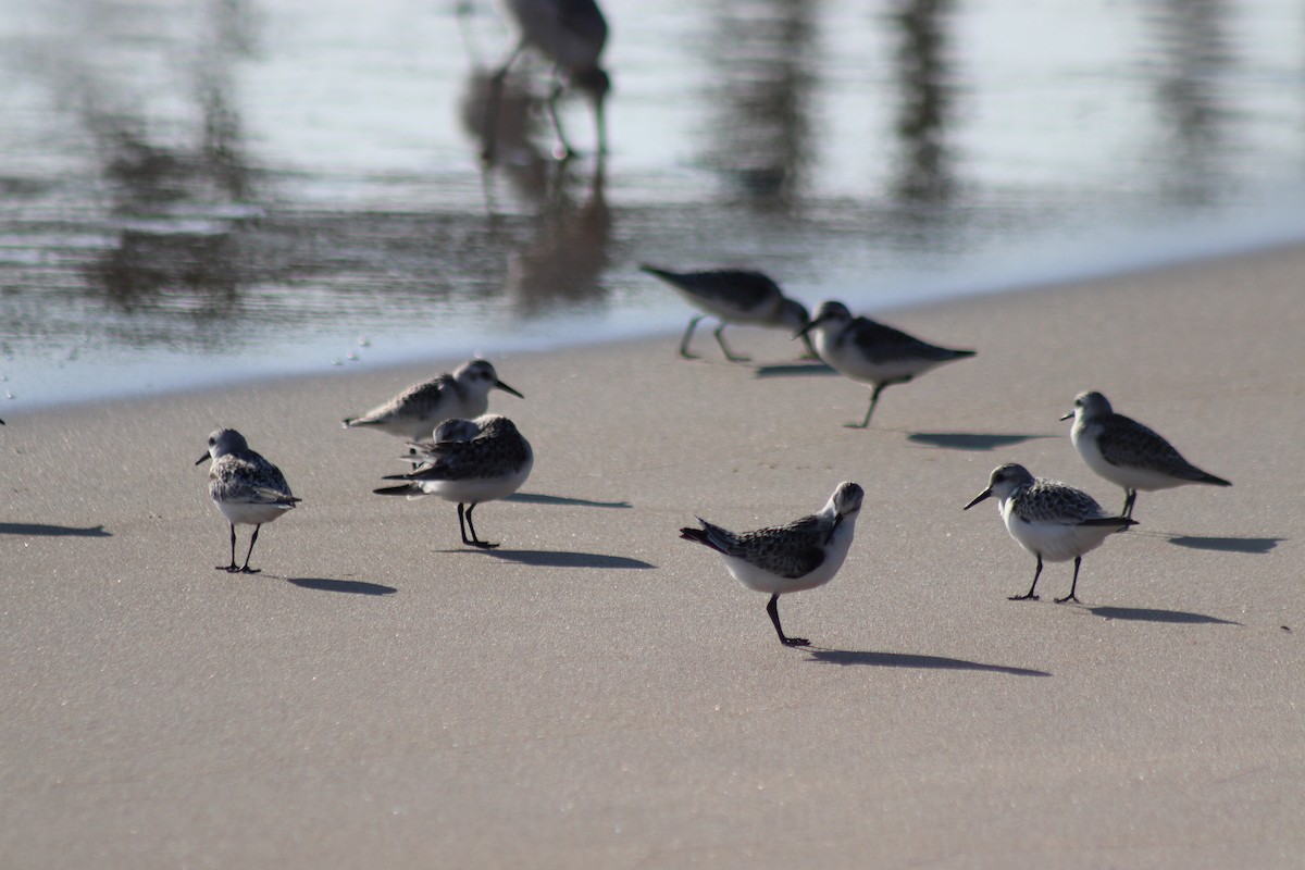 Песчанка - ML644654671