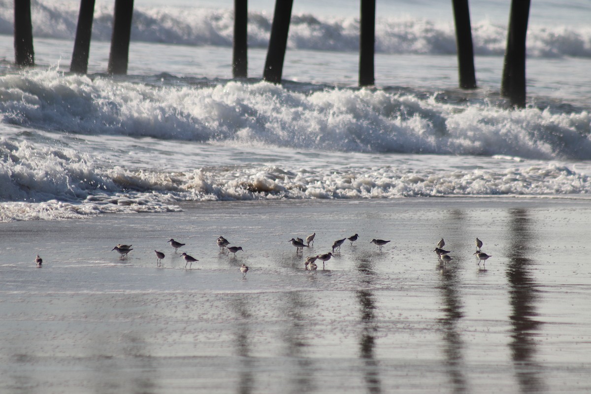 Песчанка - ML644654672