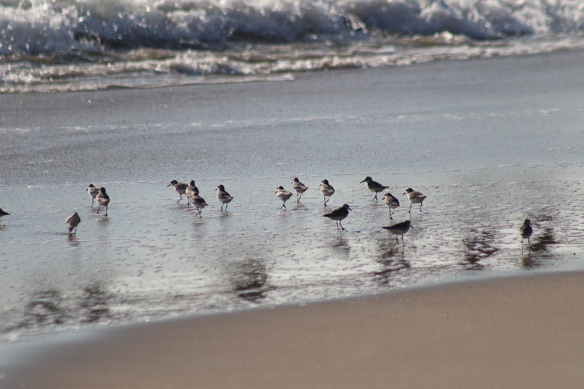Песчанка - ML644654673