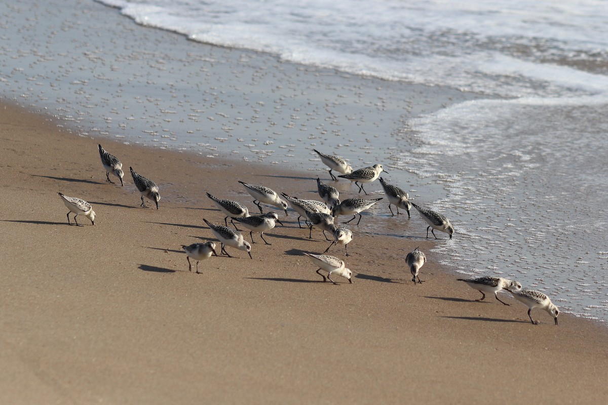 Песчанка - ML644654674