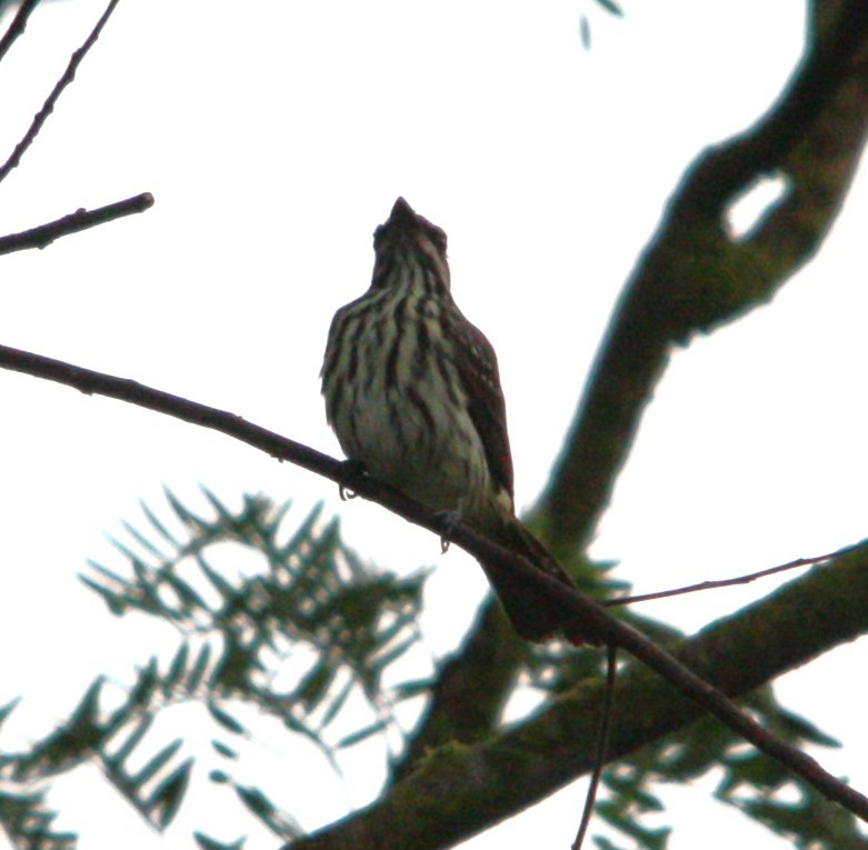 Bienteveo Rayado - ML644654688