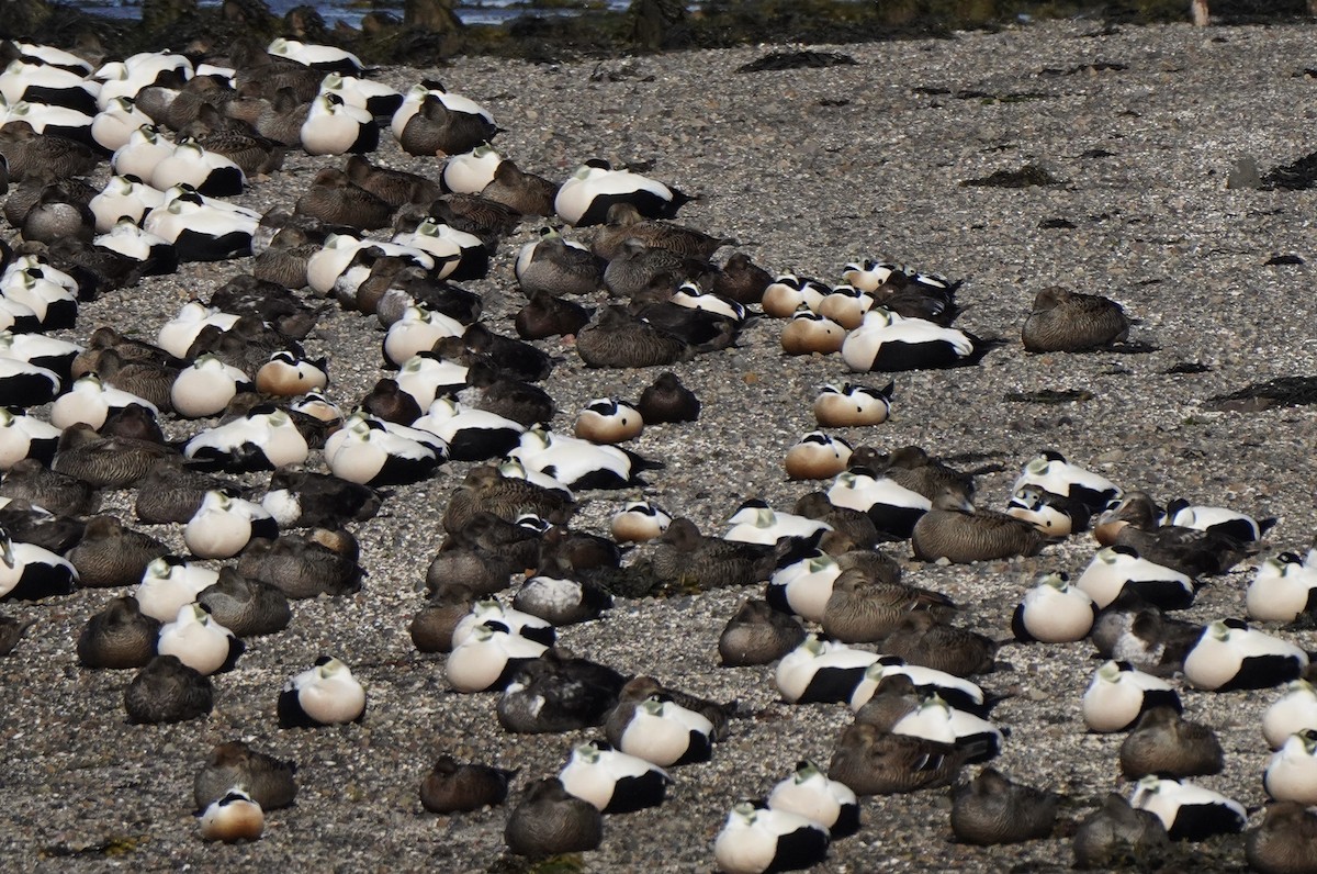 Пухівка мала - ML644654693