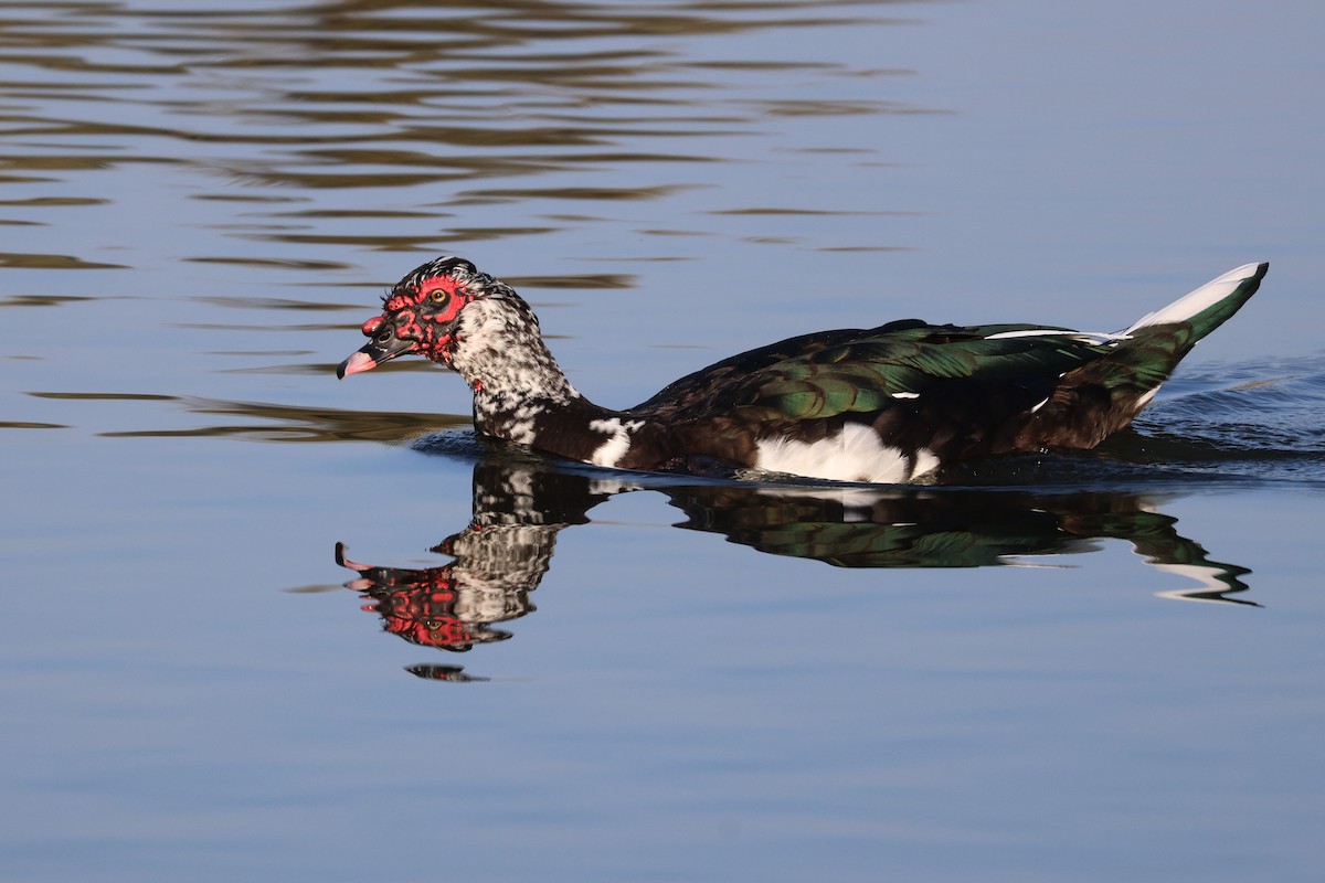 ノバリケン（家畜） - ML644654694