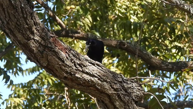 オナガクロムクドリモドキ - ML644654700