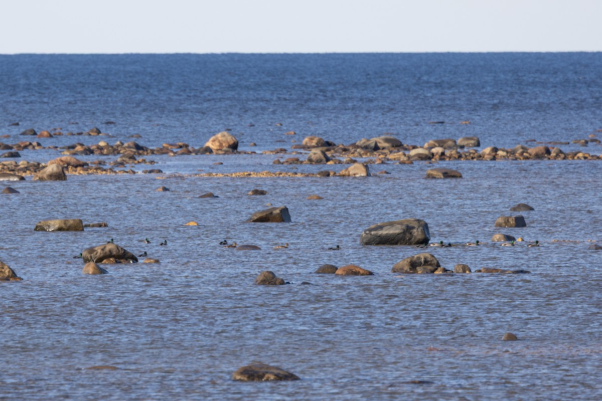 Зэрлэг нугас - ML644654702