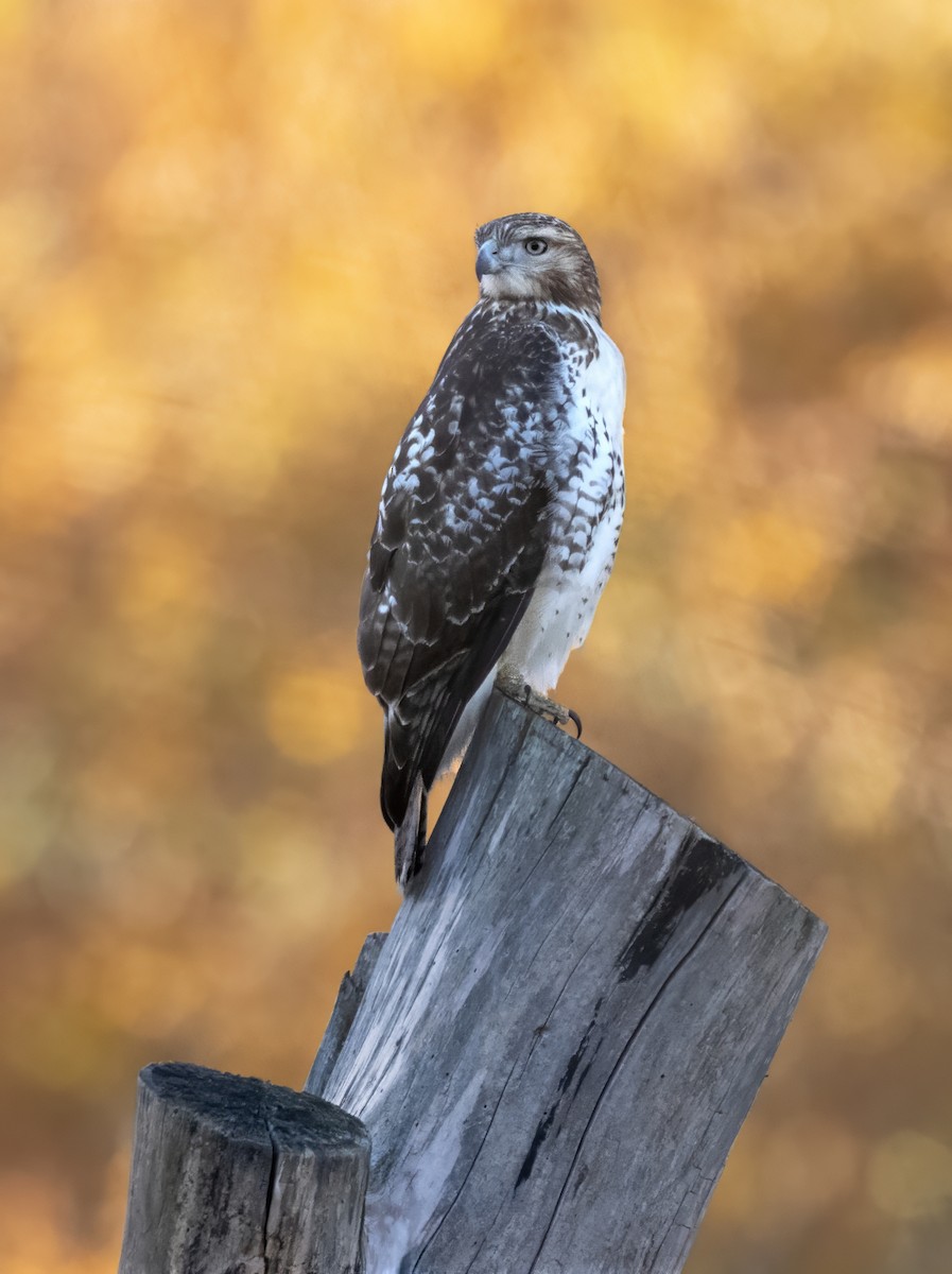 アカオノスリ - ML644654708