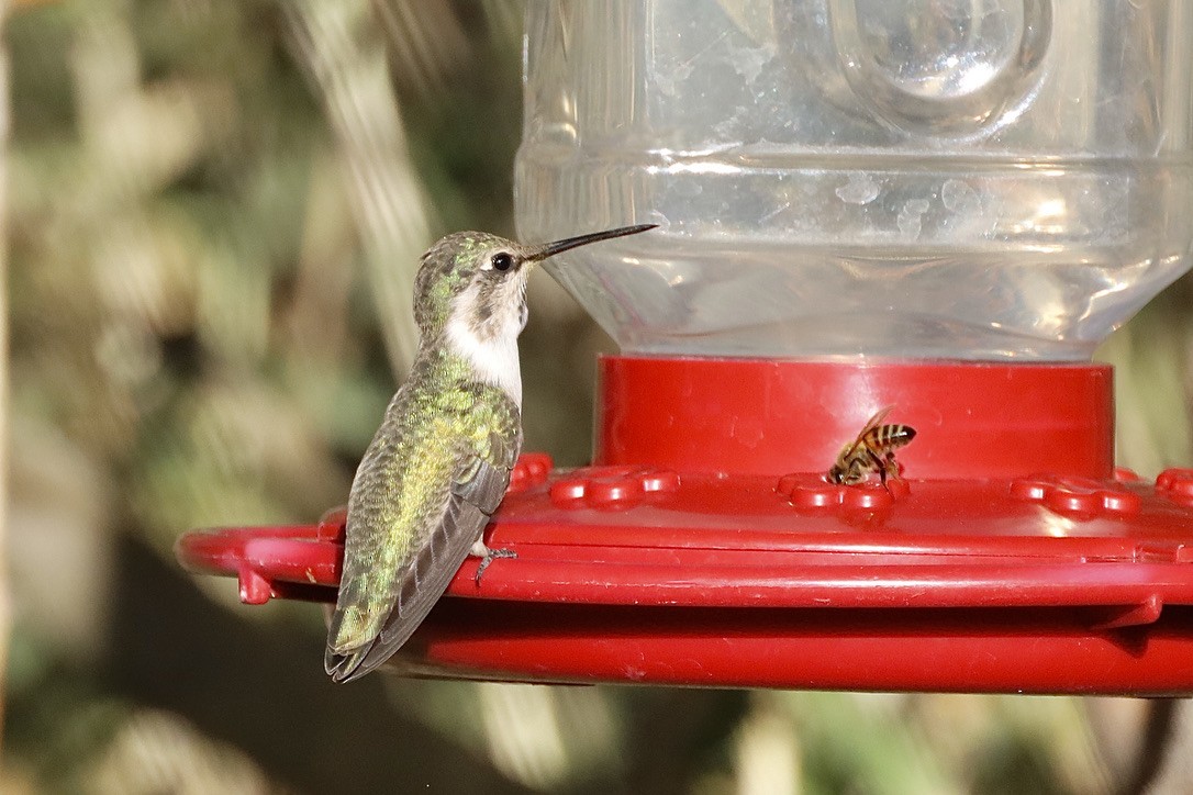 Costa's Hummingbird - ML644654720
