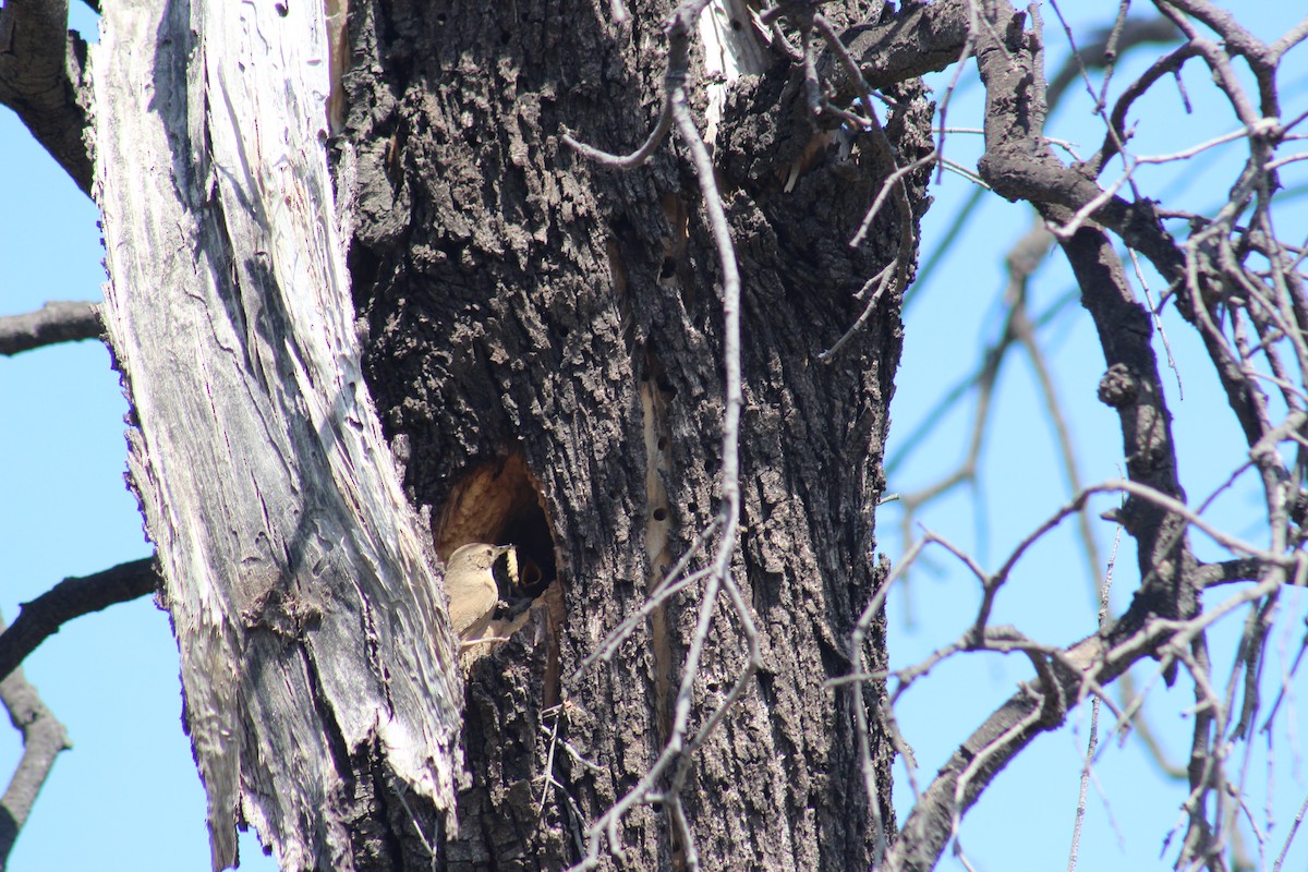 Southern House Wren - ML644654733