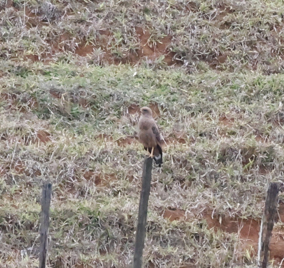 サバンナノスリ - ML644654734