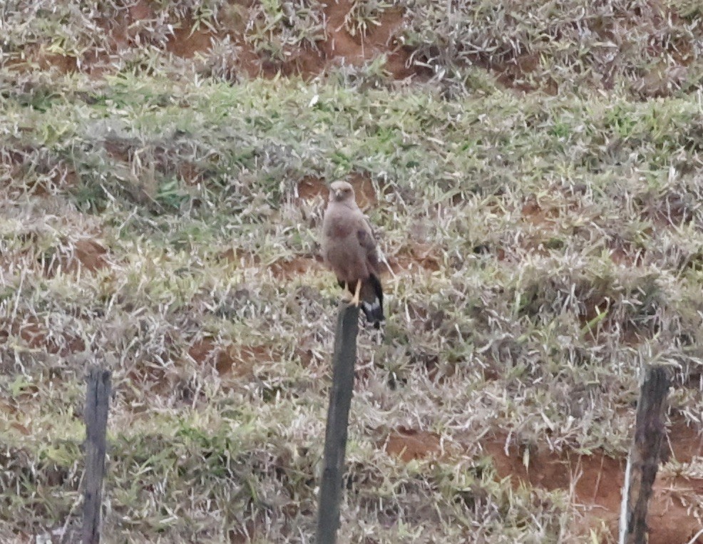 サバンナノスリ - ML644654735