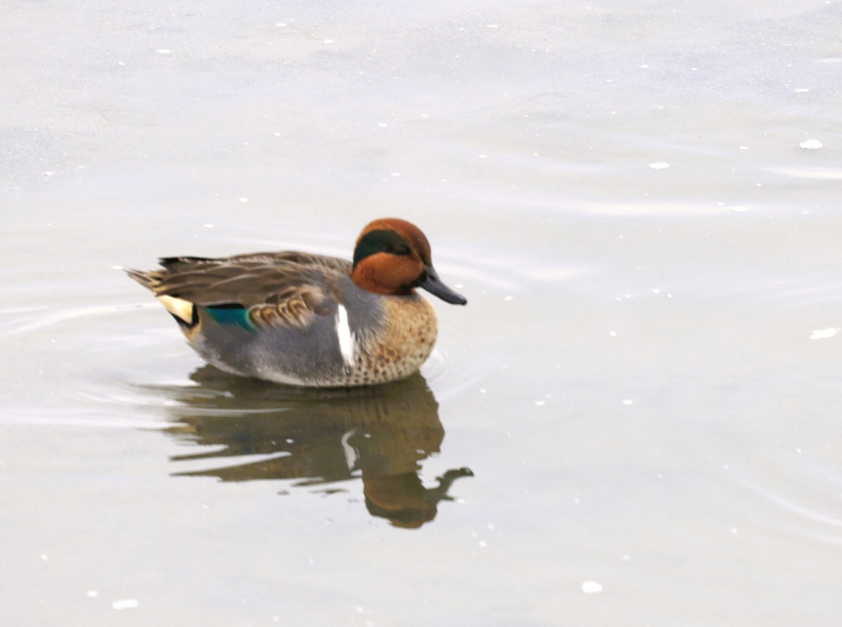 Zertzeta arrunta - ML644654736