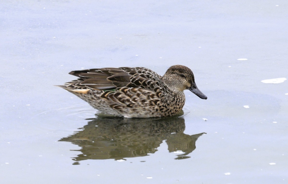 Zertzeta arrunta - ML644654737