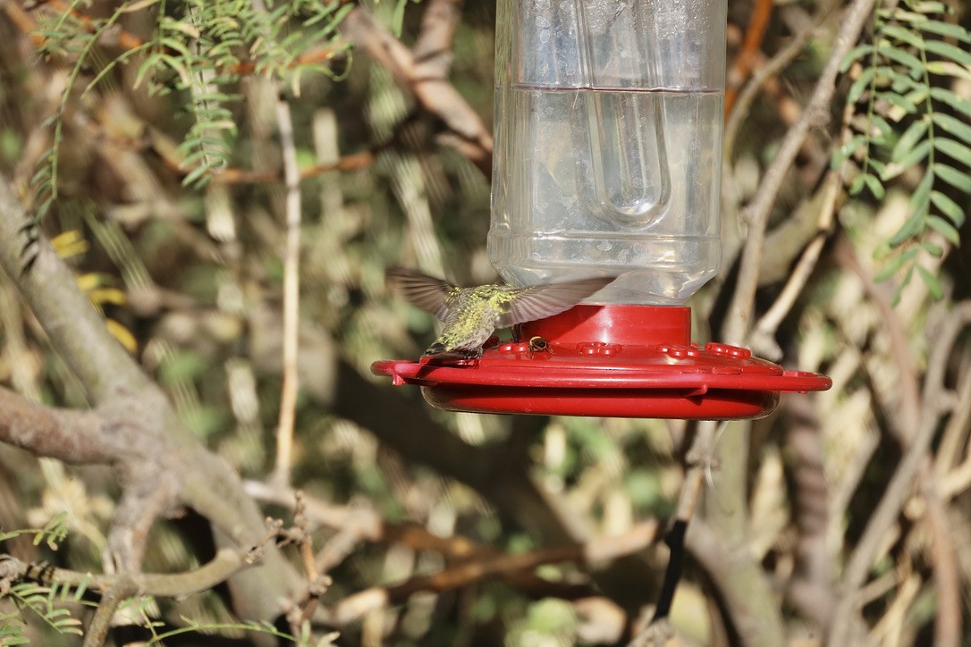 Costa's Hummingbird - ML644654738