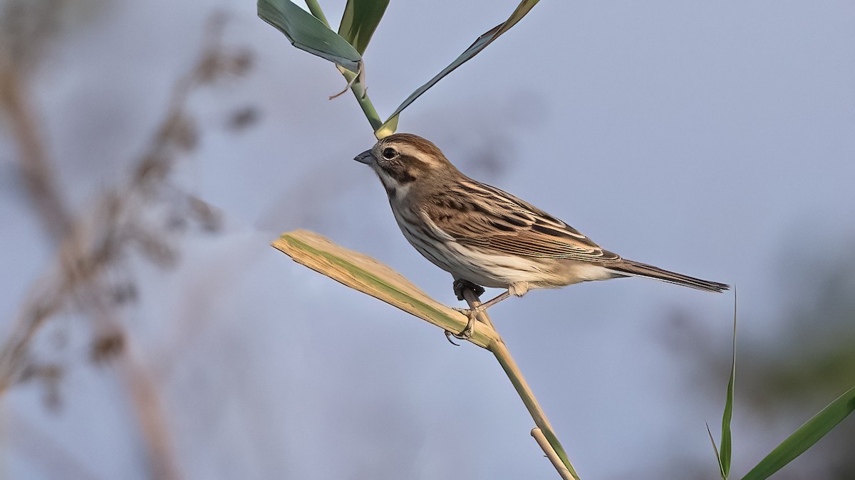 Zingira-berdantza eurasiarra - ML644654742