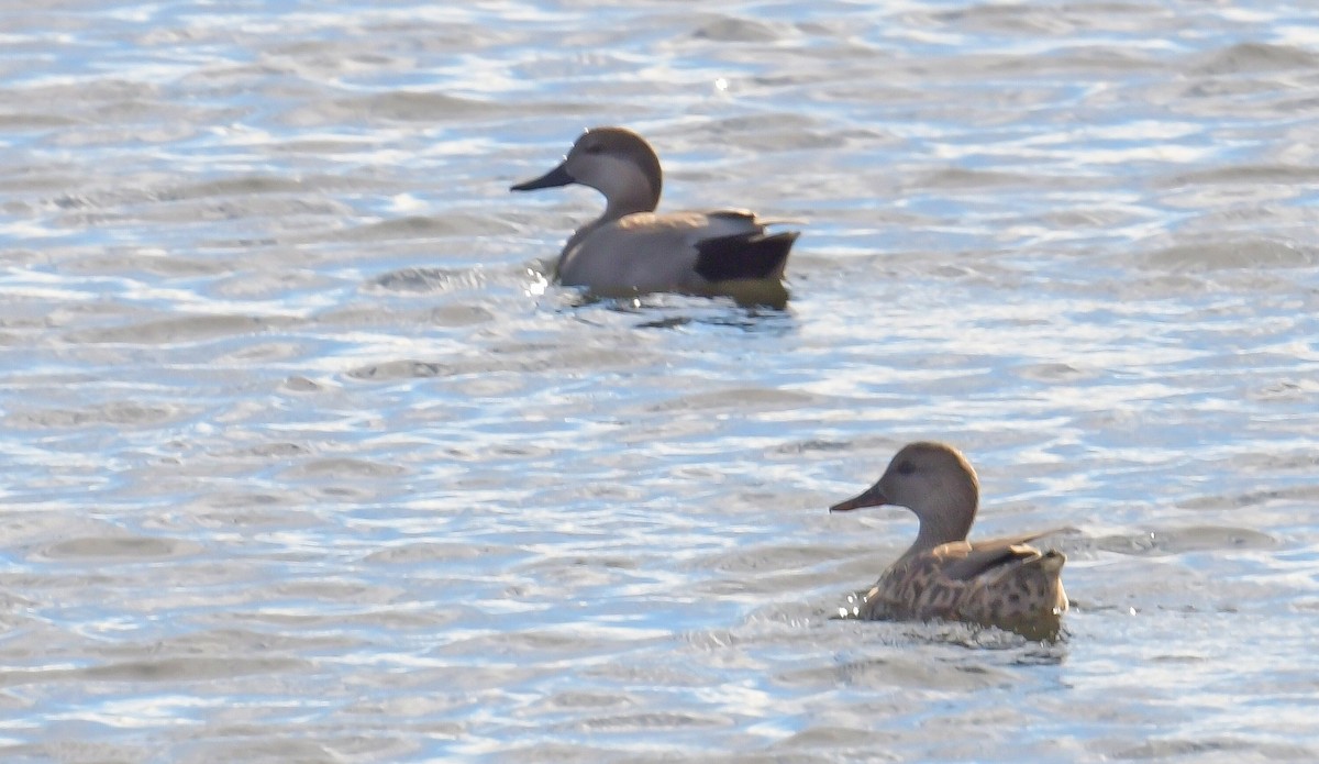 Gadwall - ML644654744