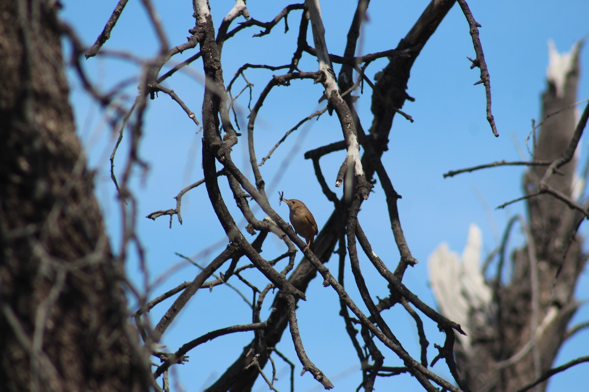 Southern House Wren - ML644654747