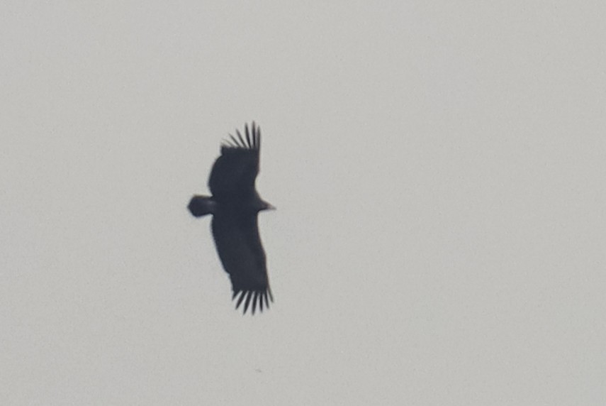 クロハゲワシ - ML644654748