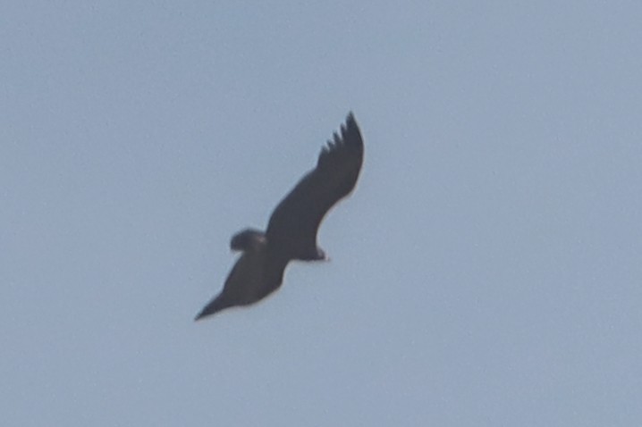 クロハゲワシ - ML644654749