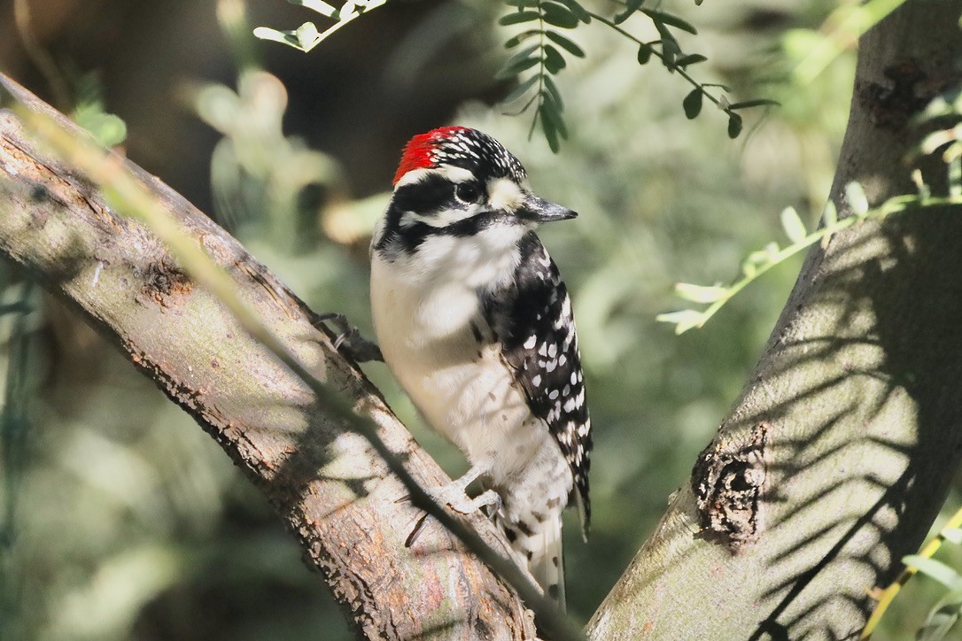 Nuttallspecht - ML644654750