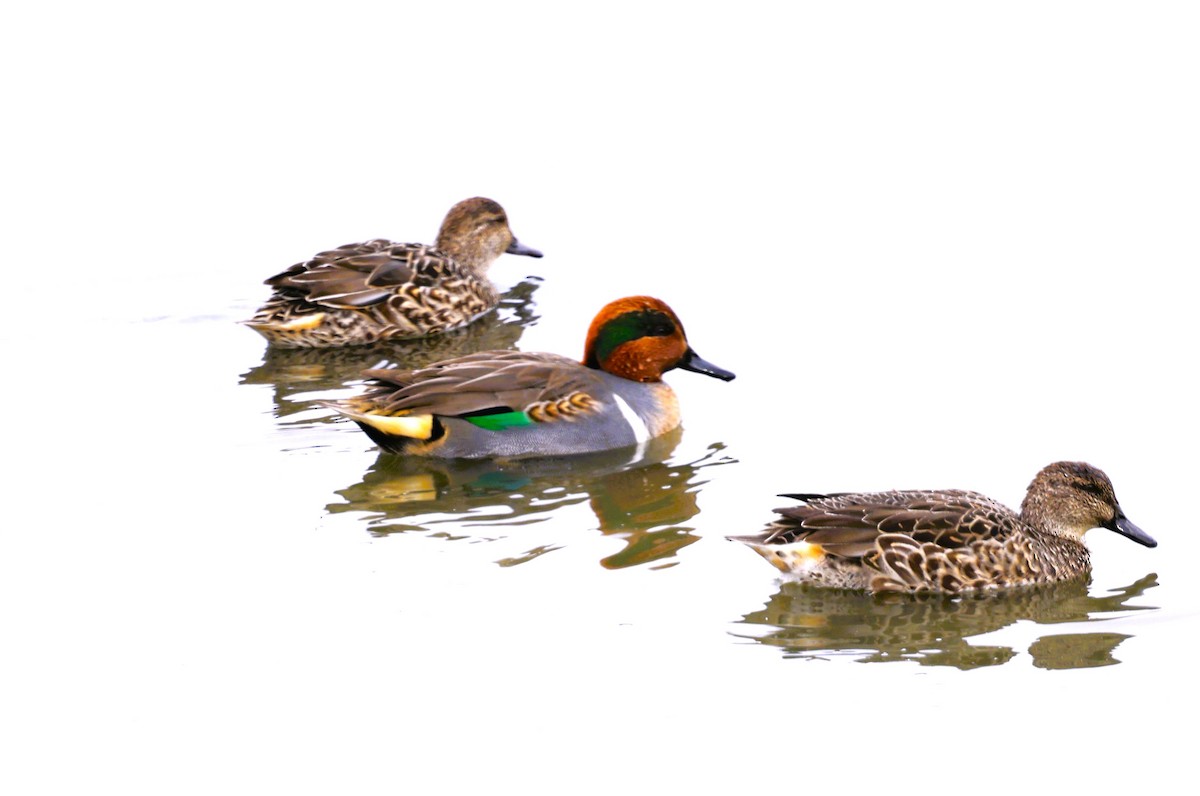 Zertzeta arrunta - ML644654751