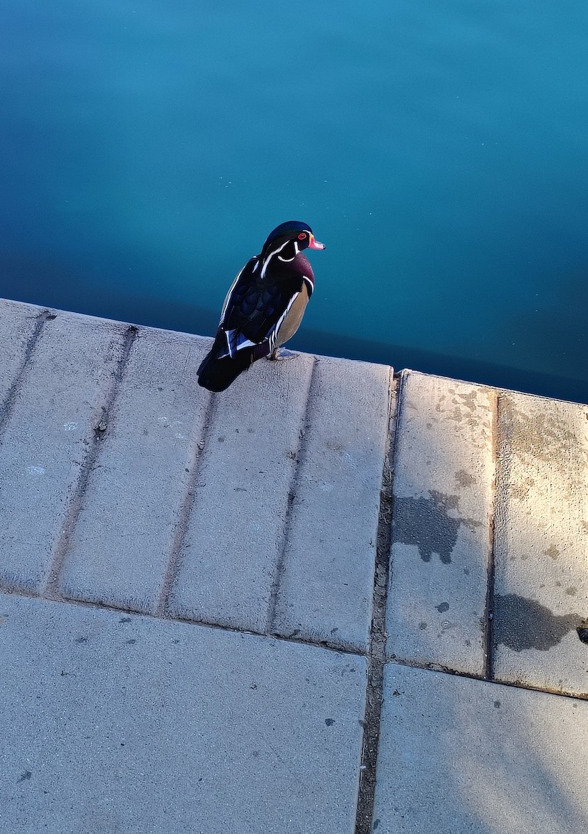 Brautente - ML644654760