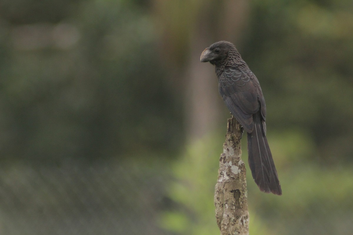 Smooth-billed Ani - ML644654766