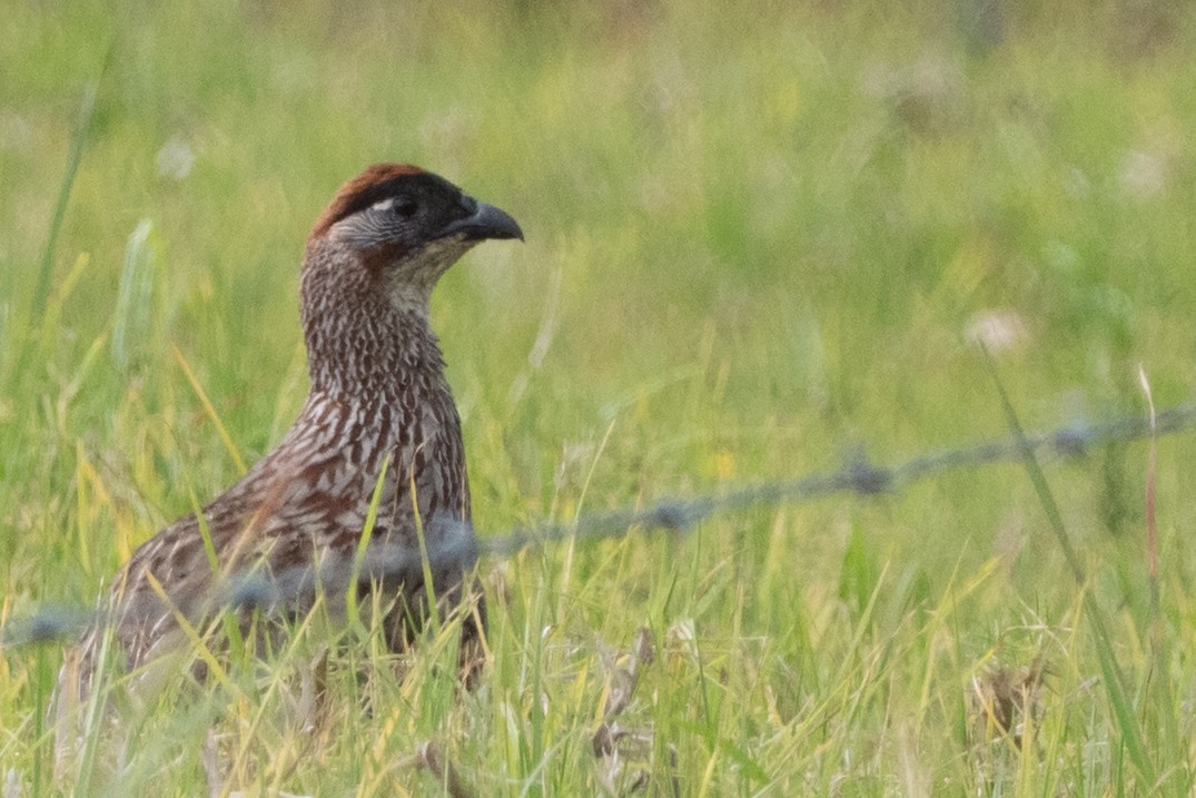Francolin d'Erckel - ML644654777