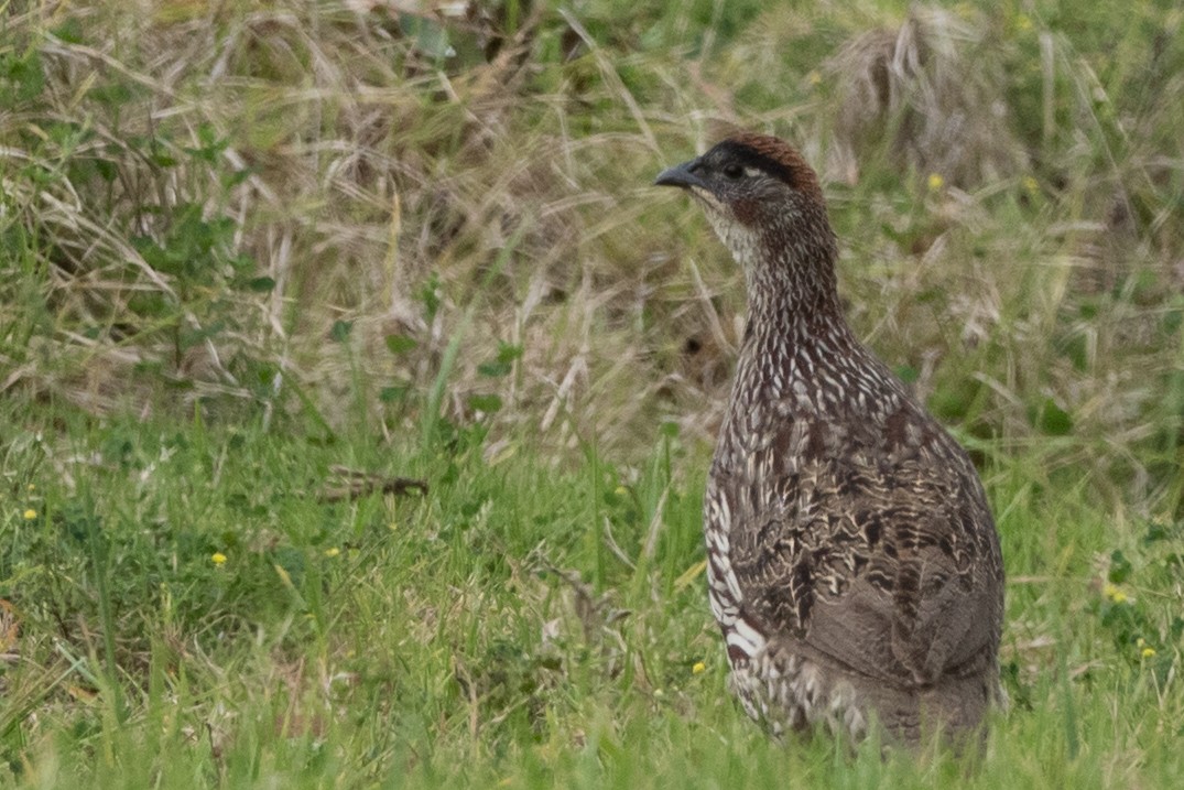 Francolin d'Erckel - ML644654778