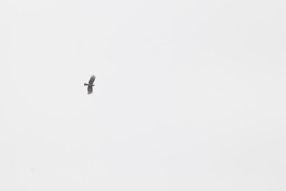 Hook-billed Kite - ML644654786