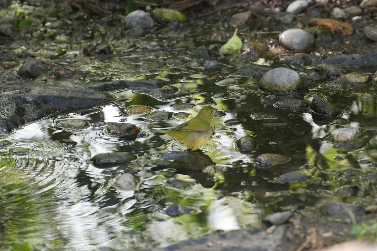 Painted Bunting - ML644654806