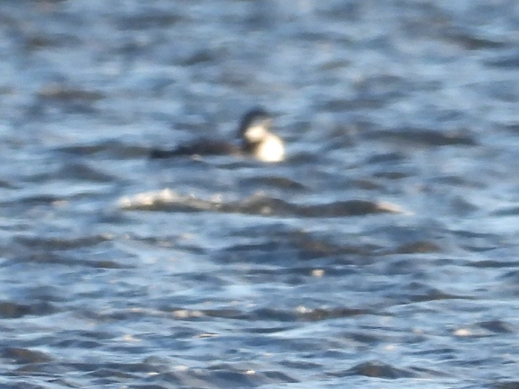 紅喉潛鳥 - ML644654812