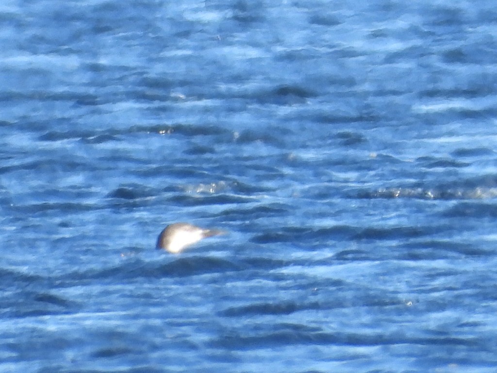 紅喉潛鳥 - ML644654814