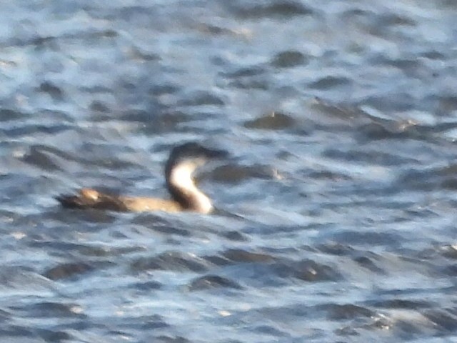 紅喉潛鳥 - ML644654815