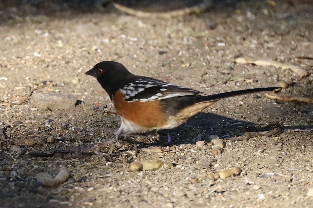 Spotted Towhee - ML644654828