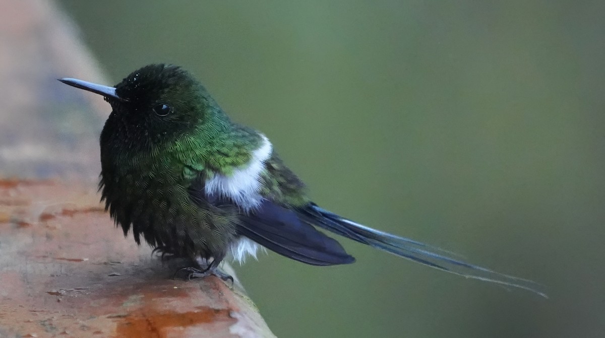 Yeşil Telkuyruk - ML644654833